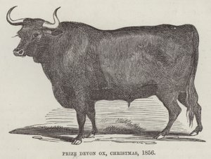 Boeuf Devon primé, Noël - English School