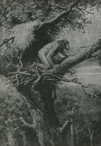 Probablement arboricole