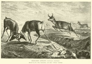 Antilope à pronghorn, Antilocapra Americana - English School