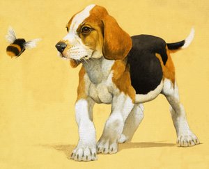 Chiot - English School