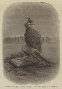 "Purification" (Le Vautour Griffon), de "L