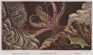 Oursin à pointes violettes, Étoile de mer rose, Étoilelette (lithographie en couleur) - English School