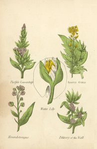 Salicaire, Cochléaire, Nénuphar, Cynoglosse, Pariétaire (lithographie en couleur) - English School
