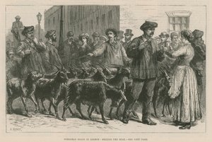 Chèvres Pyrénéennes à Londres - English School