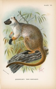 Dendrolague du Queensland - English School
