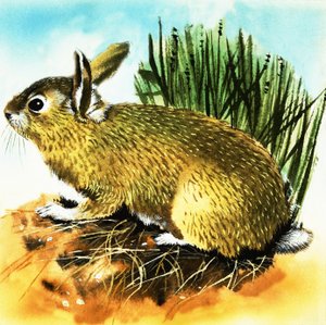 Lapin - English School