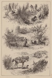 Lapin (gravure) - English School