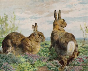 Lapins - English School