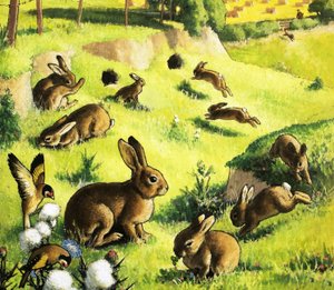 Lapins en train de jouer