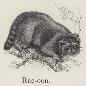 Raton laveur