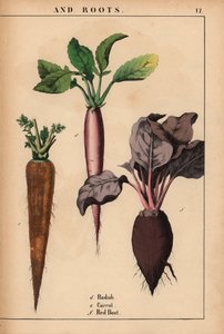 Radis, carotte et betterave rouge, de 