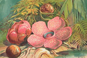 Rafflesia Arnoldii, fleur géante des forêts tropicales de Sumatra - English School
