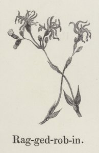 Lychnis - English School