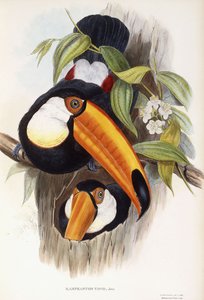 Ramphastos Toco - English School