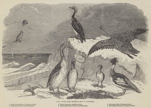 Oiseaux d