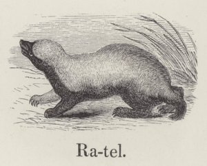 Ratel (gravure) - English School