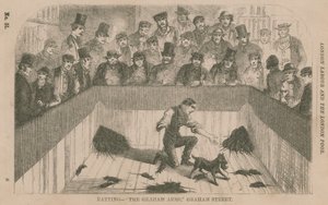 Chasse aux rats aux Graham Arms, Graham Street, Londres - English School