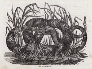 Serpent à sonnette - English School