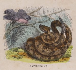 Serpent à sonnette