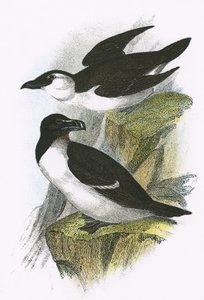 Petit pingouin - English School