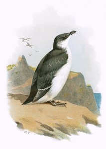 Petit Pingouin
