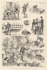 Élevage de faisans, croquis à la faisanderie du duc de Norfolk à Angmering Park, Sussex - English School