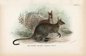 Wallaby à cou rouge, variété tasmanienne - English School