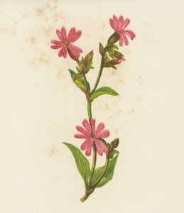 Compagnon rouge, Lychnis Dioica - English School