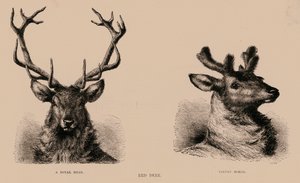 Red Deer (gravure)