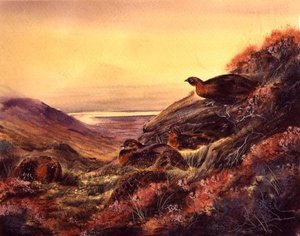 Tétras rouge dans la lande, c.1890 - English School