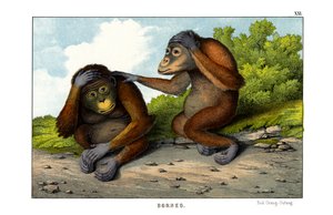 Orang-outan rouge - English School