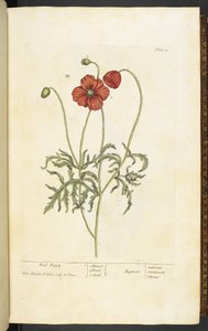 Coquelicot rouge, Planche 2 de 
