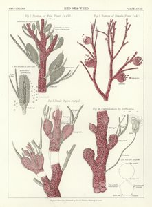 Algue rouge - English School
