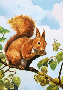 Écureuil rouge