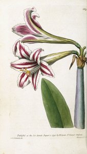 Lys rayé rouge et blanc, 1799-1810 - English School