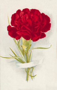 Œillet rouge (chromolitho) - English School
