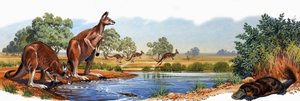 Kangourou rouge et ornithorynque