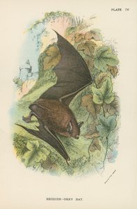 Chauve-souris gris-rouge - English School
