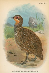 Francolin à gorge nue de Reichenow - English School