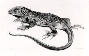 Reptile, illustration de 