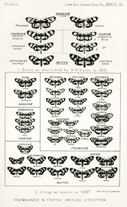 Ressemblances chez les lépidoptères américains tropicaux, illustration de The Hope Reports, Vol. II, 1897-1900, édité par Edward B. Poulton, Oxford, 1901
