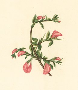 Bugrane Rampante, Ononis Arvensis - English School
