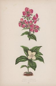 Rhexia Virginica; Cornus Canadensis - English School