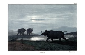 Rhinocéros - English School