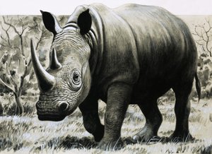 Rhinocéros