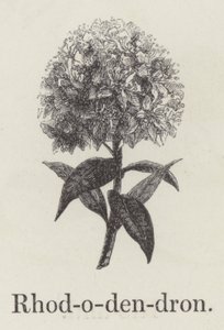 Rhododendron - English School