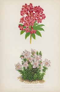 Rhododendron ferrugineux ; Rhododendron chamaecistus - English School