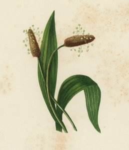 Plantain lancéolé, Plantago Lanceolata - English School