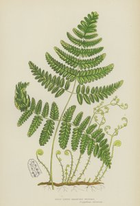 Polypode rigide à trois branches (lithographie en couleur) - English School