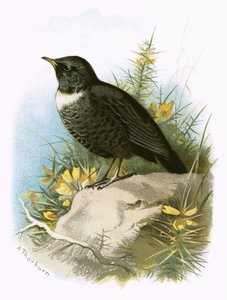 Merle à plastron